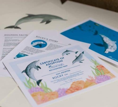 Dolphin Project Support – A kind and unique dolphin gift