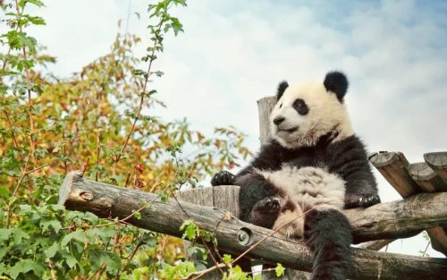 Panda Volunteer Tour – The best panda gift for adults