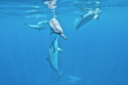 Swimming With Wild Dolphins in Hawaii – A mind blowing dolphin adventure