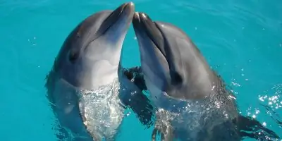 Top 10 Gifts for Dolphin Lovers