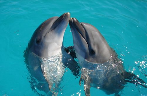 Top 10 Best Dolphin Gifts That Will Blow Any True Dolphin Lovers Mind