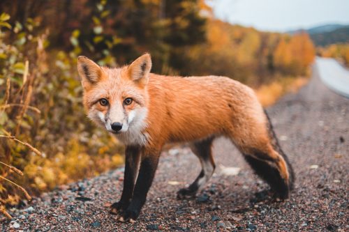10 Clever Gift Ideas for the Fox Lover in Your Life