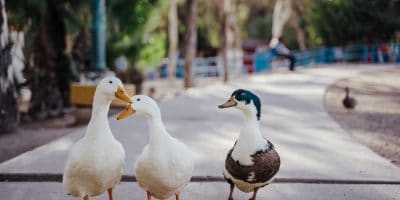 10 Best Gifts Ideas for Duck Lovers