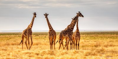 10 Giraffe Gifts for Any Giraffe Lover