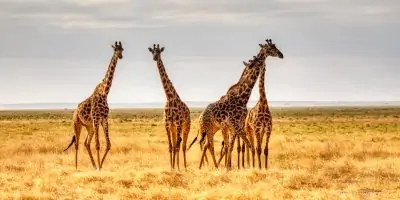 10 Giraffe Gifts for Any Giraffe Lover in 2022
