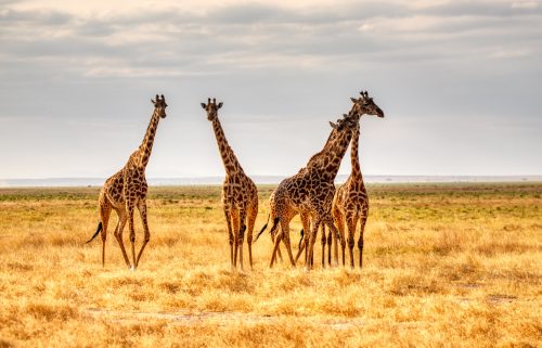 10 Great Gifts for Giraffe Lovers That Will Leave Them in Awe