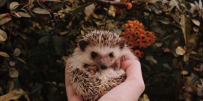10 Heartfelt Gifts for Hedgehog Lovers in 2022