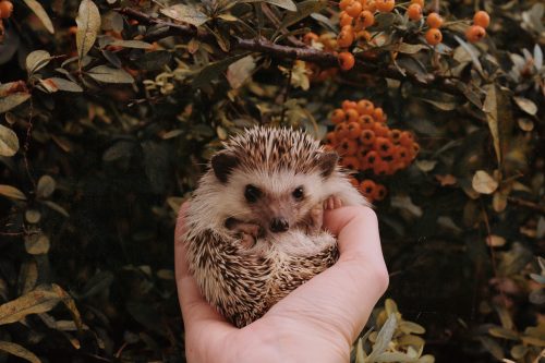 10 Heartfelt Hedgehog Gifts to Make Hedgehog Lovers Happy
