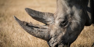 10 Cool Gifts for Rhino Lovers