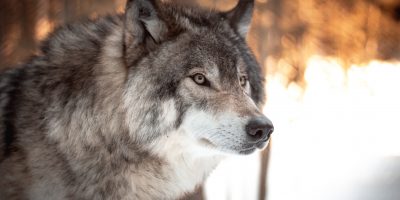 10 Wild Wolf Gifts for All Ages