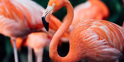 Top 12 Funky Flamingo Gifts