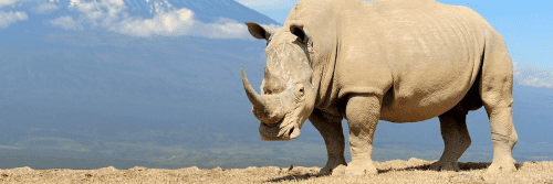 Adopt a Rhino – Conservation gift for rhino lovers
