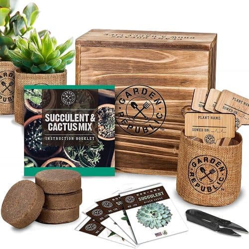 Cactus Planting Kit – A unique gift idea that starts with C