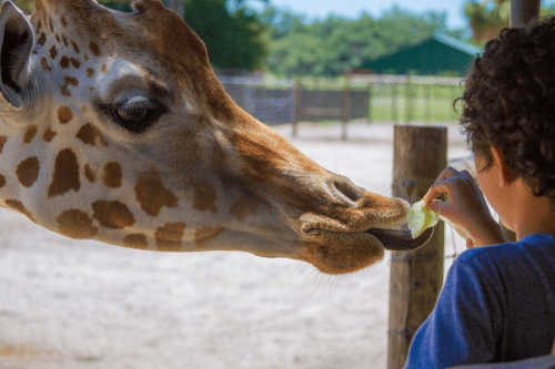 Giraffe Feeding – Gifts for people who love giraffes