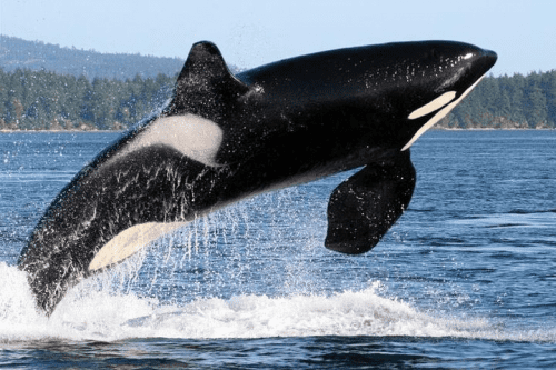 Whale Watching Trip – Humpback whale gift excursion
