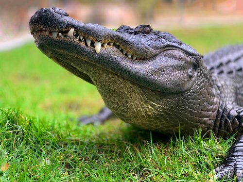 10 Awesome Gifts for Alligator Lovers That Will Have Their Jaws Dropping
