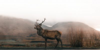 10 Best Gifts for Deer Lovers that Will be Dear to Their Hearts