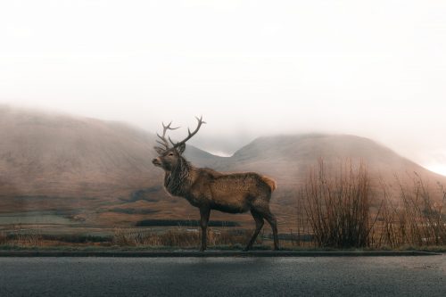 10 Best Gifts for Deer Lovers that Will be Dear to Their Hearts