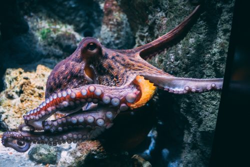 10 Best Gifts for Octopus Lovers That Will Make Them Want to Give You a Big Squeeze