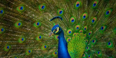 10 Best Gifts for Peacock Lovers That Will Make Them Feel Like Royalty