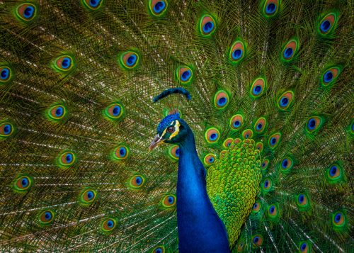 10 Best Gifts for Peacock Lovers That Will Make Them Feel Like Royalty