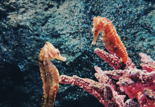 10 Best Gifts for Seahorse Lovers That Will Have Their Imaginations Running Away With Them