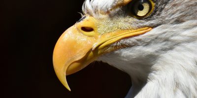 15 Eagle Gifts for Eagle Lovers