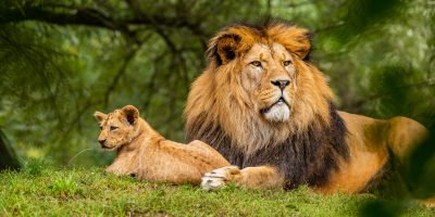 13 Lion Gifts to Go Wild For