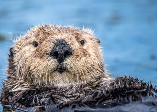 12 Adorable Otter Gifts That Will Make a Splash With Everyone on Your List