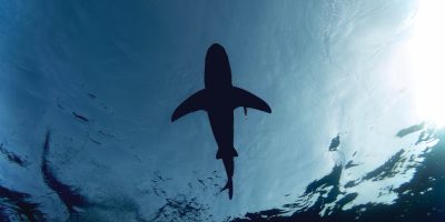 12 Shark Gift for Shark Lovers in 2022