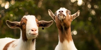 12 Gratifying Goat Gifts