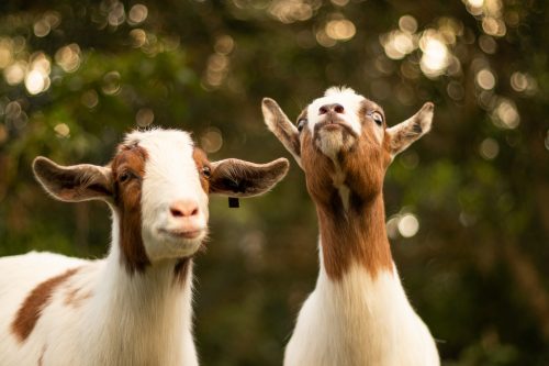 12 Goat Gifts They Will Get a Kick Out Of
