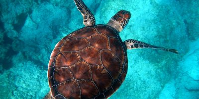 12 Sassy Sea Turtle Gifts