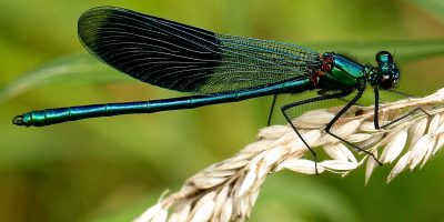 14 Best Dragonfly Gifts