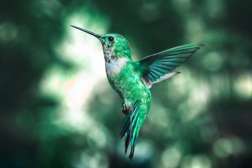 14 Hummingbird Gifts to Make Them Happy