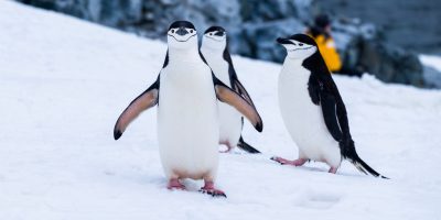14 Heart-melting Penguin Gifts
