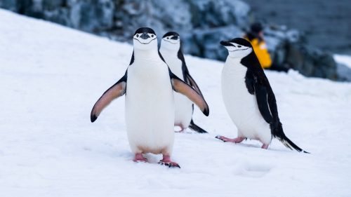 14 Penguin Gifts That Will Melt Even the Iciest Heart