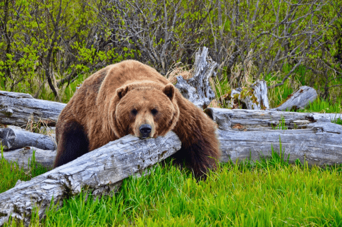 Adopt a Brown Bear Symbolic Donation – Thoughtful gift for bear lovers