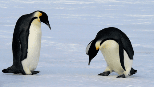 Adopt a Penguin – Penguin gifts ideas for conservation