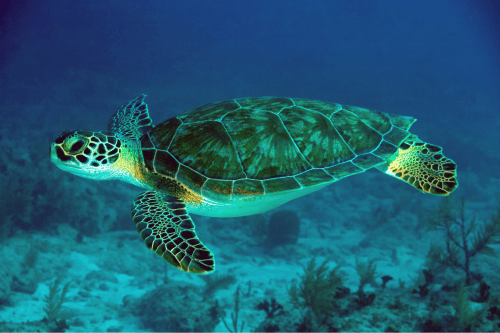 Adopt a Sea Turtle – Gifts for sea turtle lovers