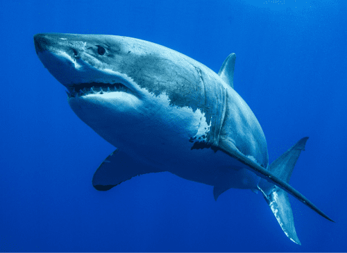 Adopt a Shark – Unique shark gifts