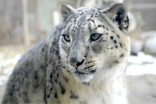 Adopt a Snow Leopard – Gifts for leopard lovers