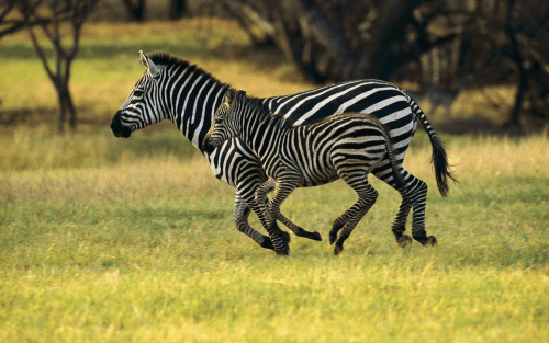 Adopt a Zebra – Zebra gifts ideas for conservation