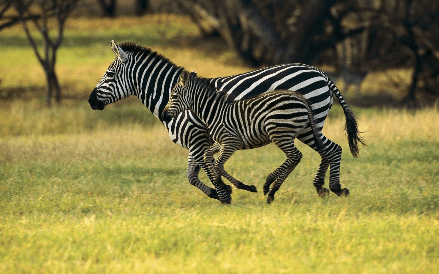 Adopt a Zebra