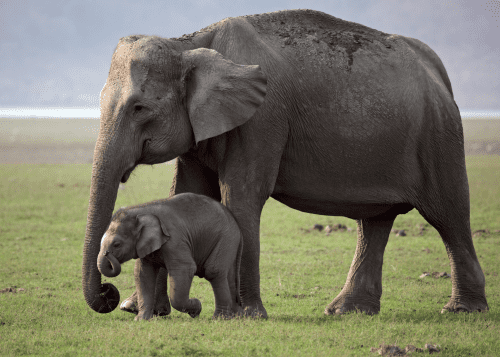 Adopt an Elephant – Unique gifts for elephant lovers