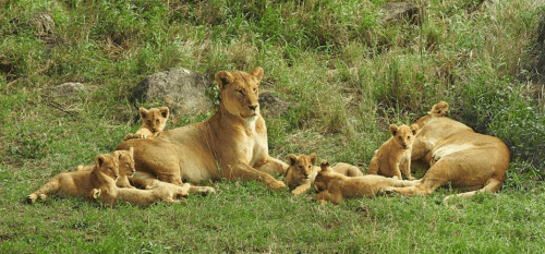 African Safari Experience – Luxury experience gift for lion lovers