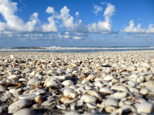 Beach Vacation – Best gifts for seashell collectors
