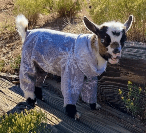 Clothes for Goats – Goat presents for goat owners