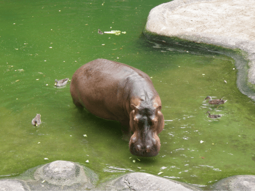 Disney Animal Kingdom – Best gift for hippo lovers
