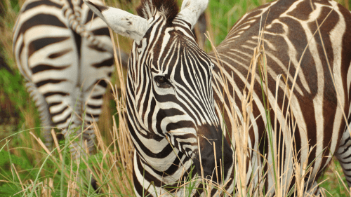 Disney Animal Kingdom Lodge – Best gifts for zebra lovers